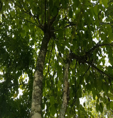 Gmelina Arborea roxb