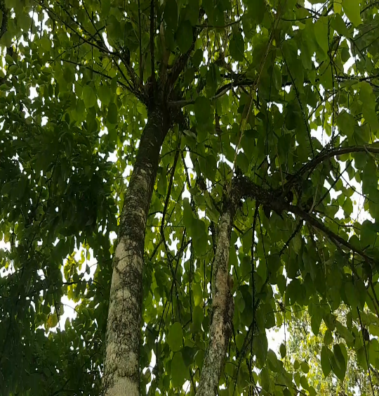 Gmelina Arborea roxb