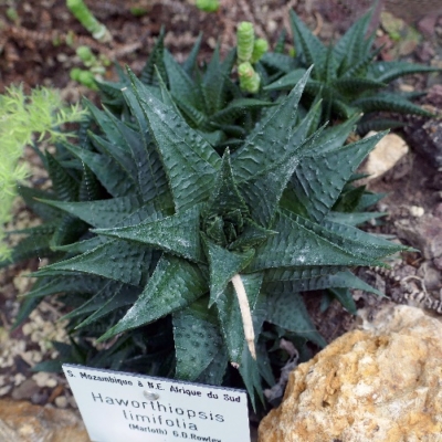 Haworthiopsis Limifolia