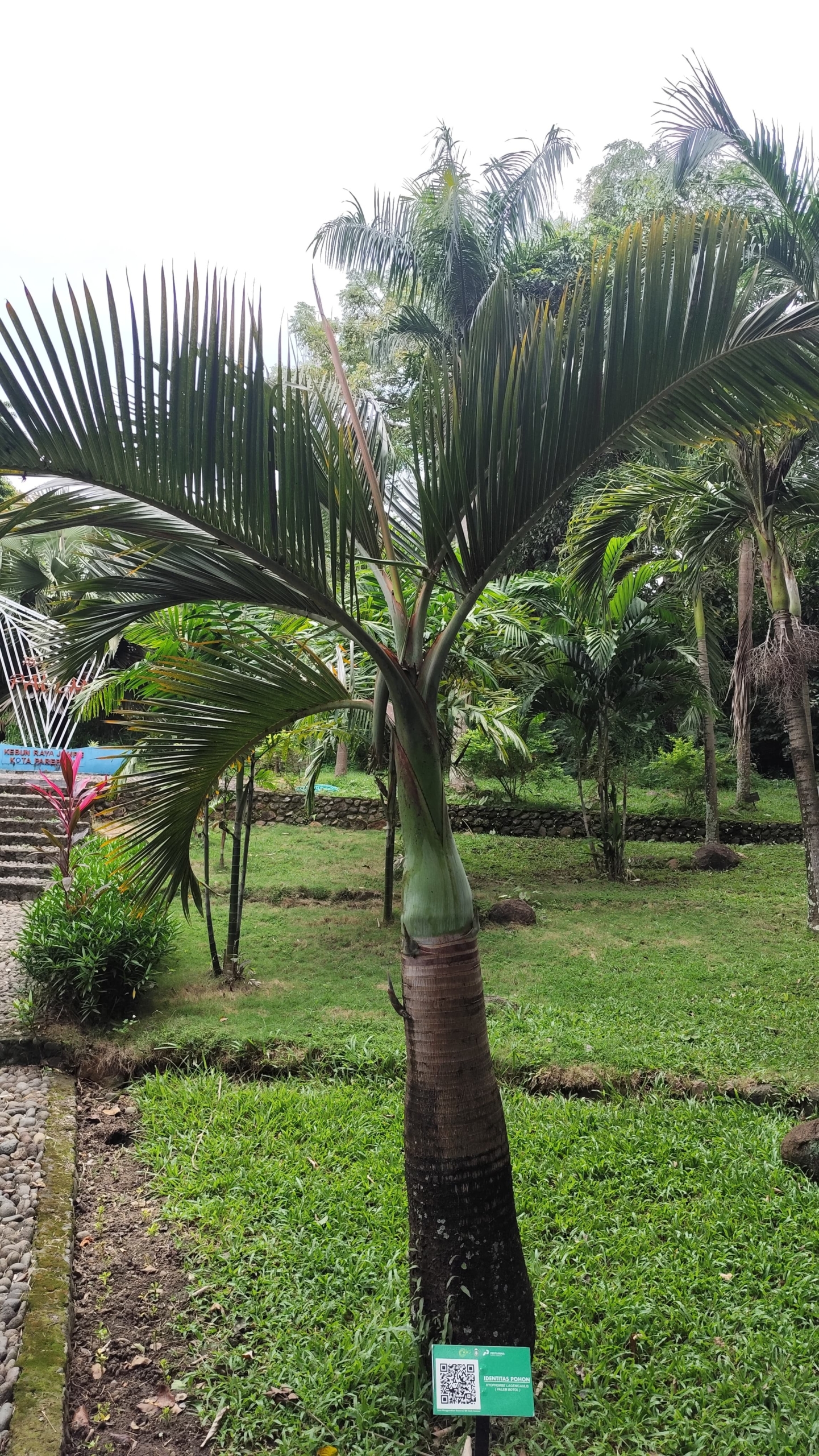 Hyophorbe Lagenicaulis