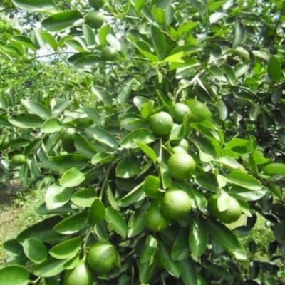 Jeruk Purut