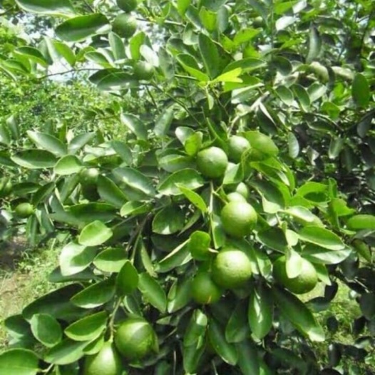 Jeruk Purut