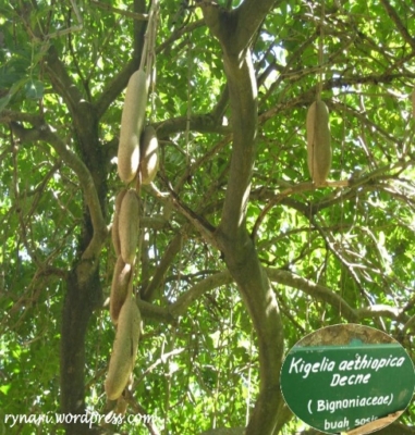 kigelia Africana Brigno