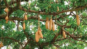 Kigelia Africana