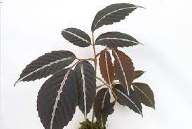 Leea Amabilis