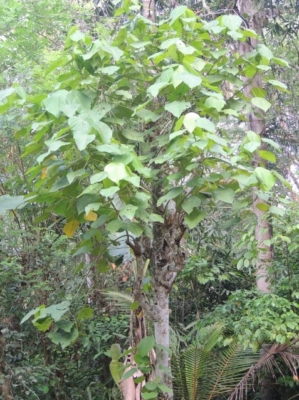 Macaranga Peltata