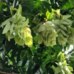 Maniltoa Grandiflora