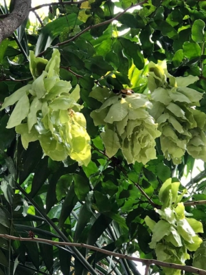 Maniltoa Grandiflora