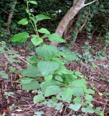 Melanthera Biflora