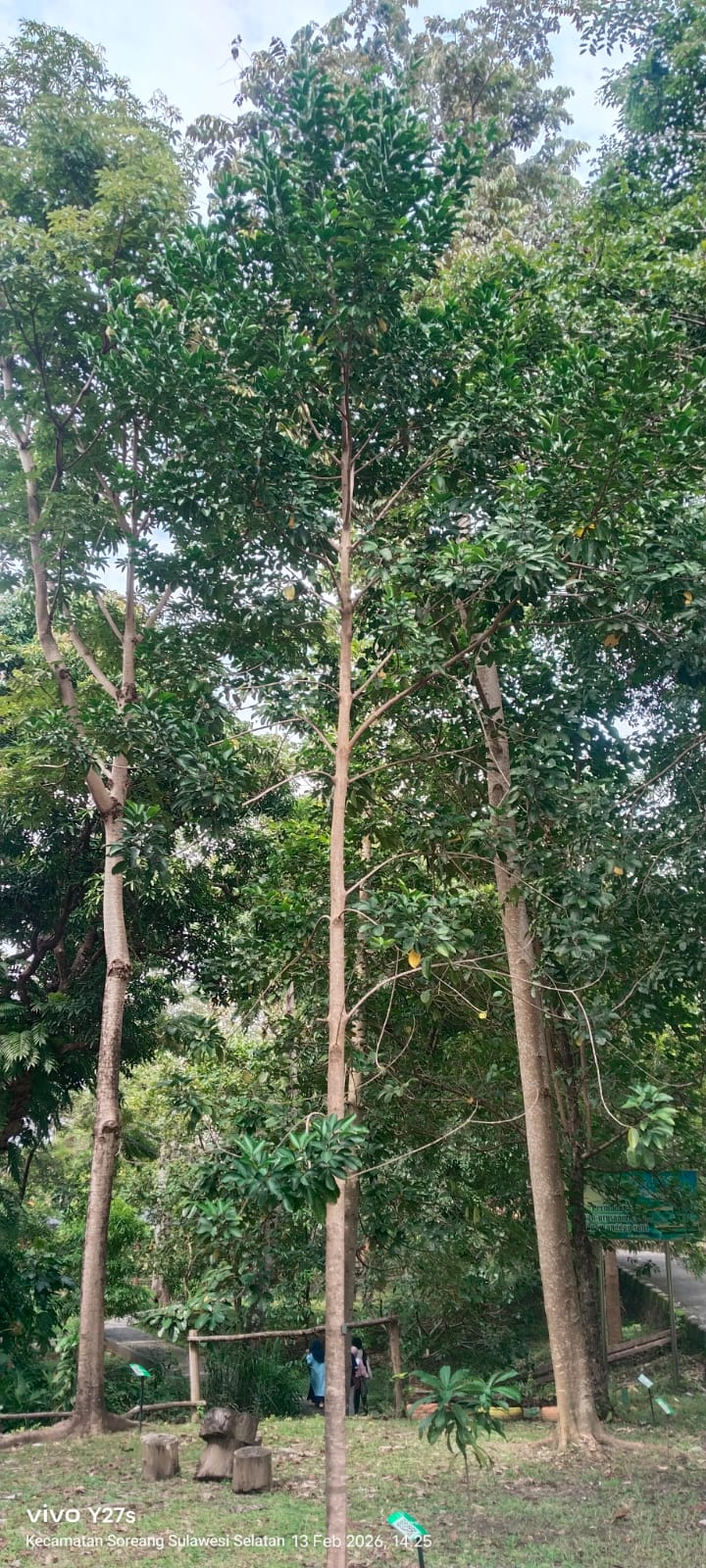 Melicope Triphylla ( Ki sampang )