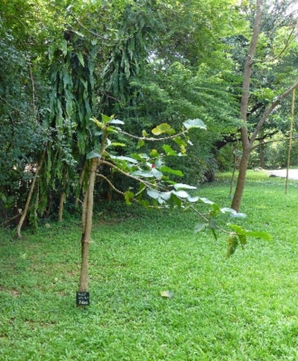Nauclea Orientalis