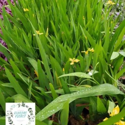 Neomarica Longifolia