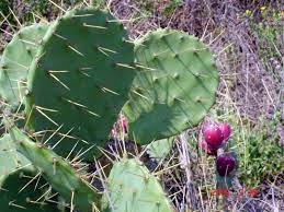 Opuntia Bentonii