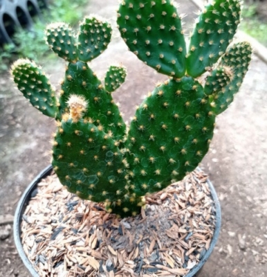 Opuntia Microdasys
