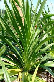 Pandanus Spiralis Blanco