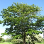 Parkia Timoriana