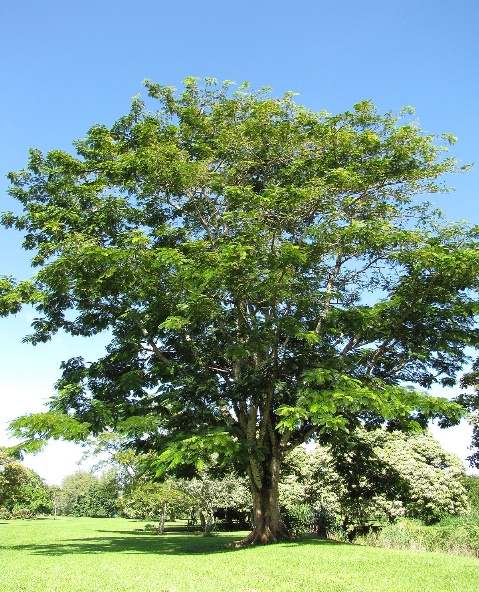 Parkia Timoriana
