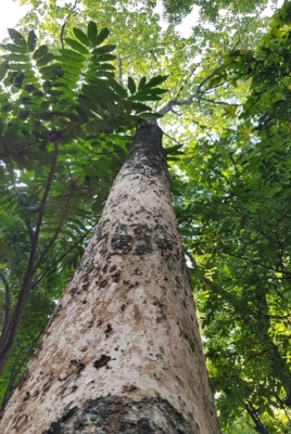 Planchonia Valida