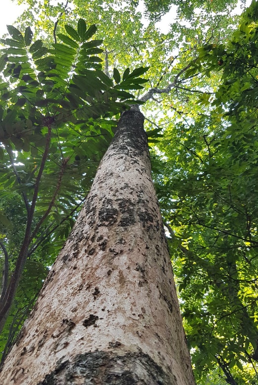 Planchonia Valida