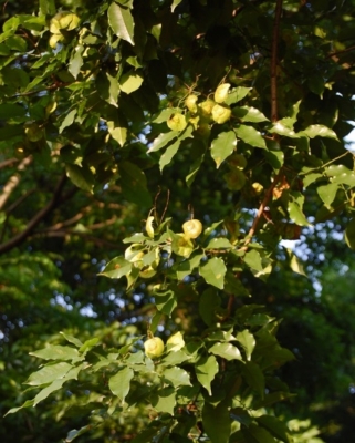 Pteroscarpus Indicus