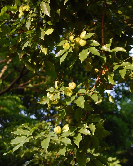 Pteroscarpus Indicus