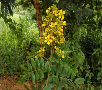 Senna Siamea