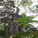 Sterculia Foetida L