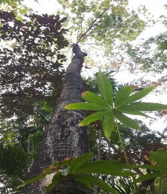 Sterculia Foetida L