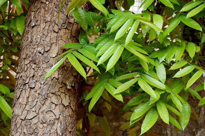 Swietenia Macrophylla