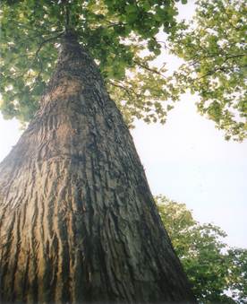 Tectona Grandis