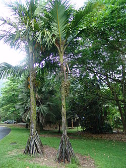 Verschaffeltia Splendida H.wendl