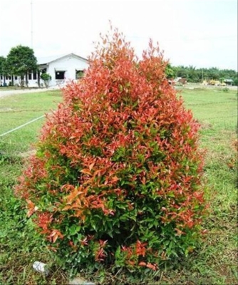 Zyzygium