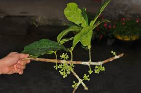 Zyzygium Polycephaloides