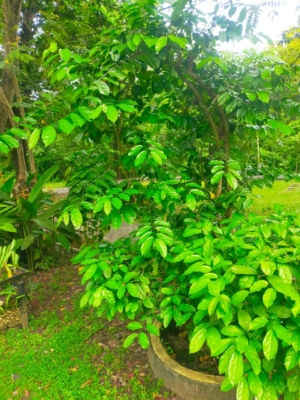 Alangium salvifolium ( Ankol – sage leaved alangium )