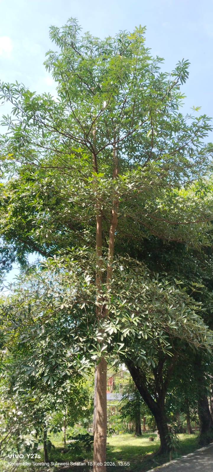 Alstonia scholaris (L.) R. Br ( Pulai / Pule )