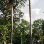Areca catechu ( pinang siri )