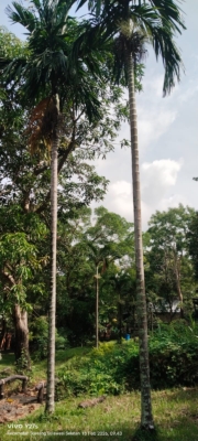 Areca catechu ( pinang siri )