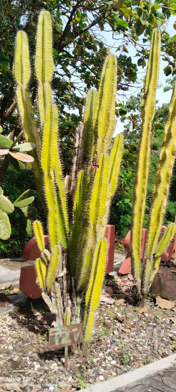 Cereus peruvianus (L) Mill ( Kaktus lilin )