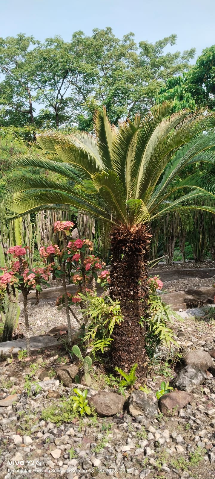 Cycas revoluta ( Pakis Haji )