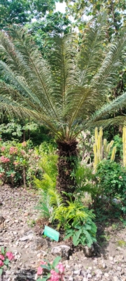 Cycas rumphii ( pakis )