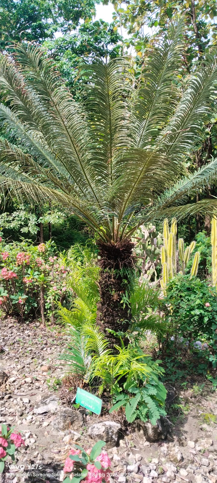 Cycas rumphii ( pakis )