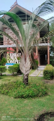 Dypsis decaryi ( Palem segitiga )