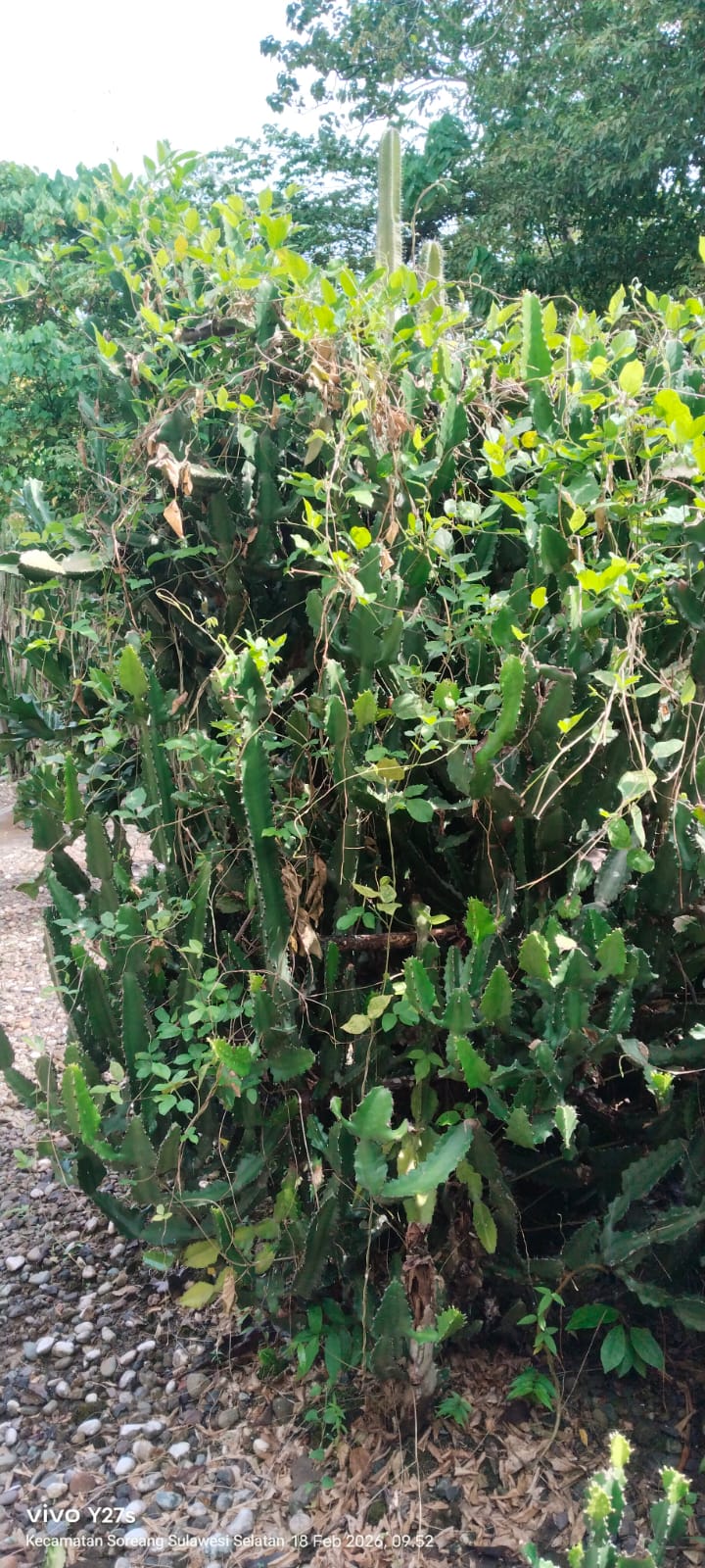 Euphorbia lactea Haw ( Euphorbia kaktus )