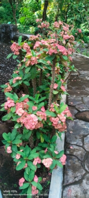 Euphorbia milii ( Mahkota duri )