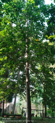 Ficus callosa ( Beringin batu )