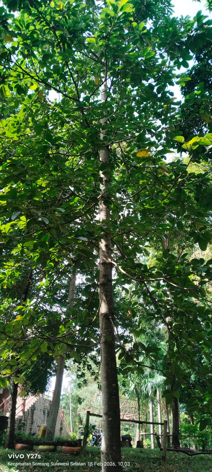 Ficus callosa ( Beringin batu )