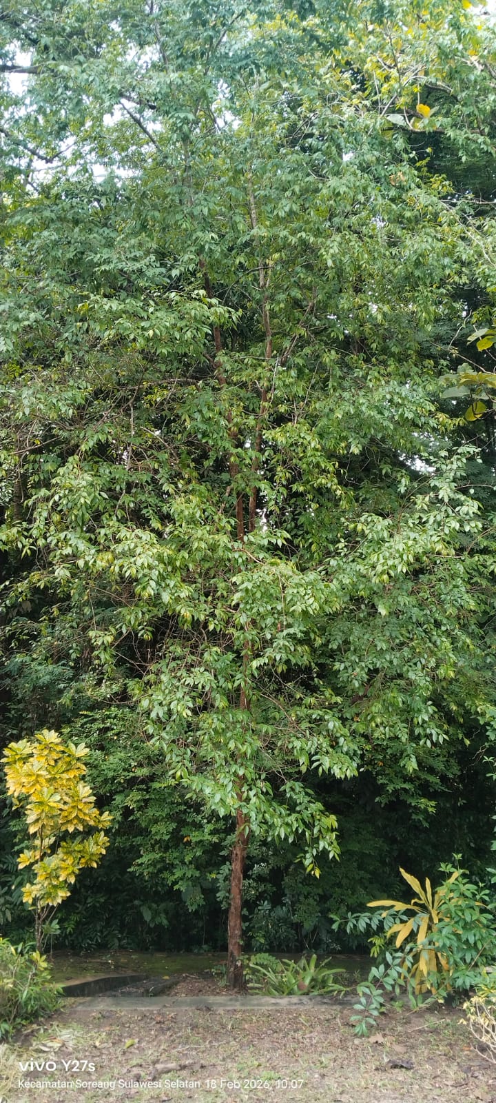 Flacourtia inermis ( lobi-lobi )