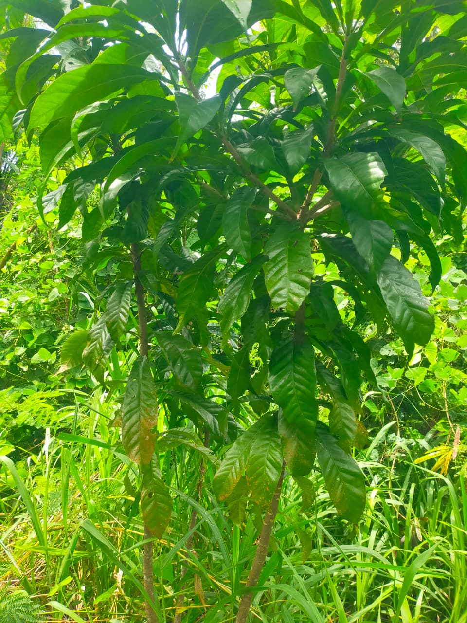 Gustavia augusta ( Teratai surga )