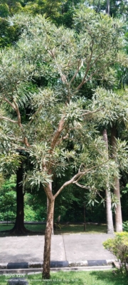 Handroanthus chrysotrichus ( tabebuya )