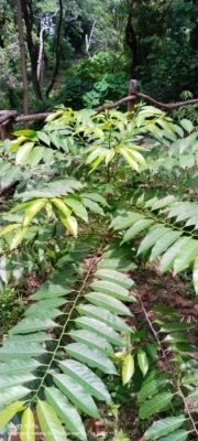 Horsfielda ( kayu panja )